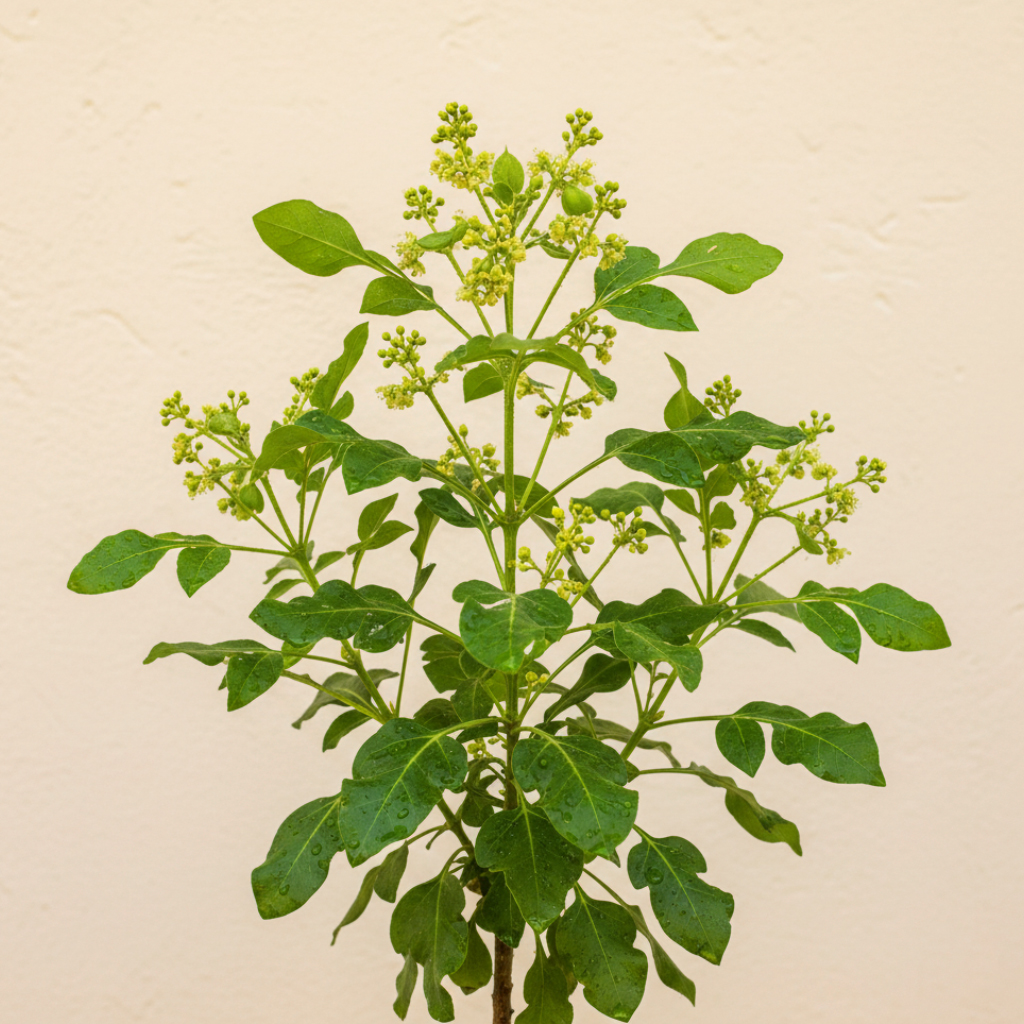 Kadzidłowiec indyjski